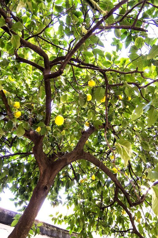 Il Limone A San Pietro Villa Roma Oda fotoğraf